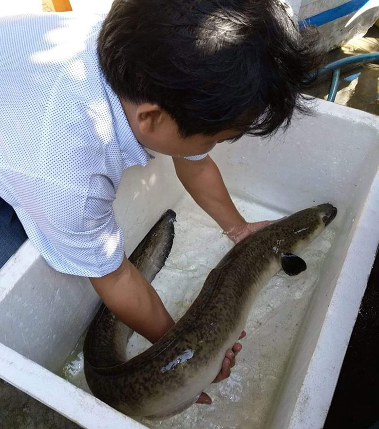 Phú Yên: Nâng thương hiệu cá chình bông